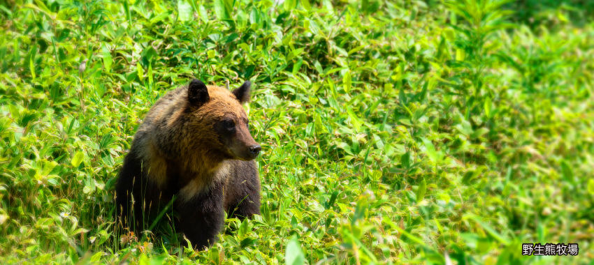BEAR Mt野生熊牧場